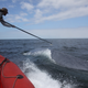 Illustration for article titled How military sonar may be harming endangered blue whales